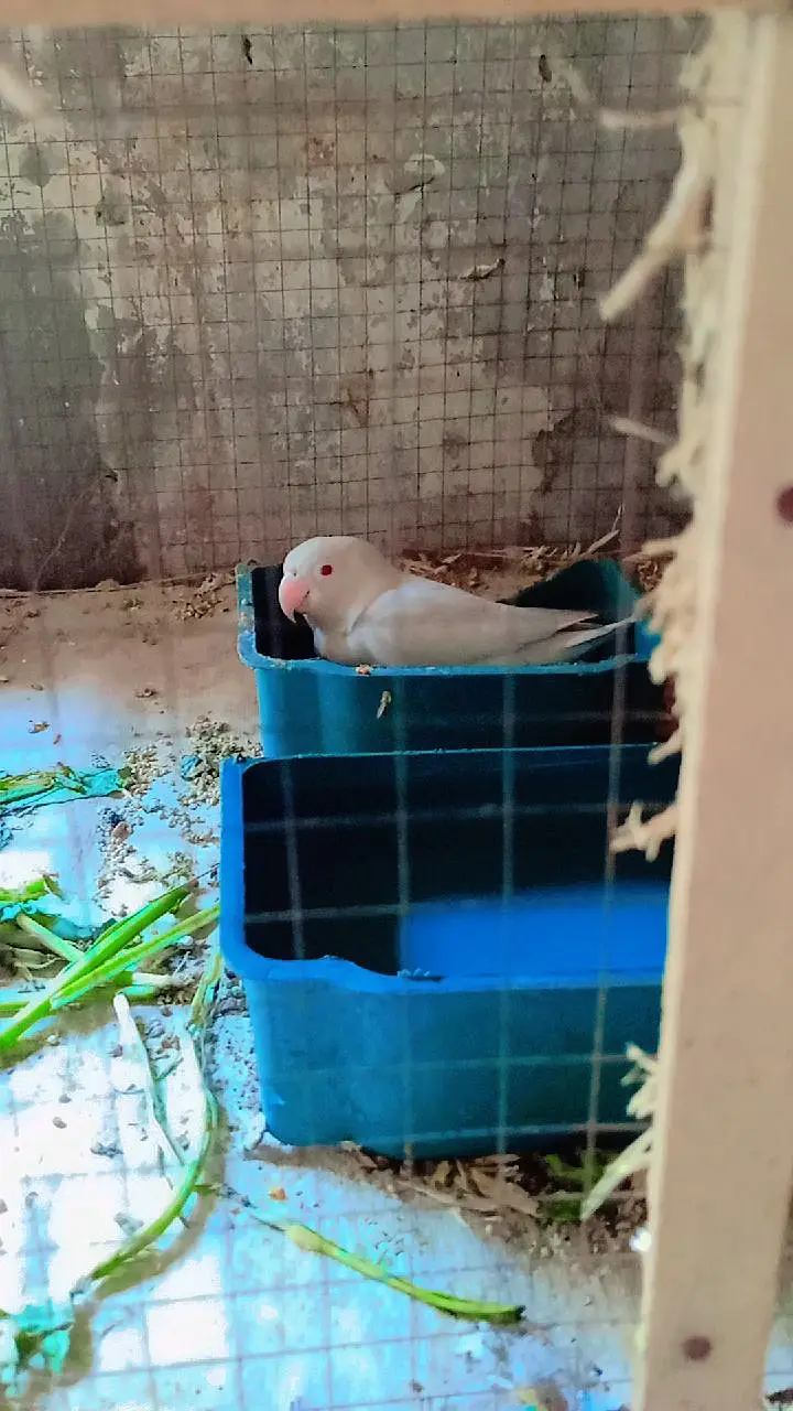 Australian Birds Pairs and Lovebirds Pairs with Cage for Sale — photo 4