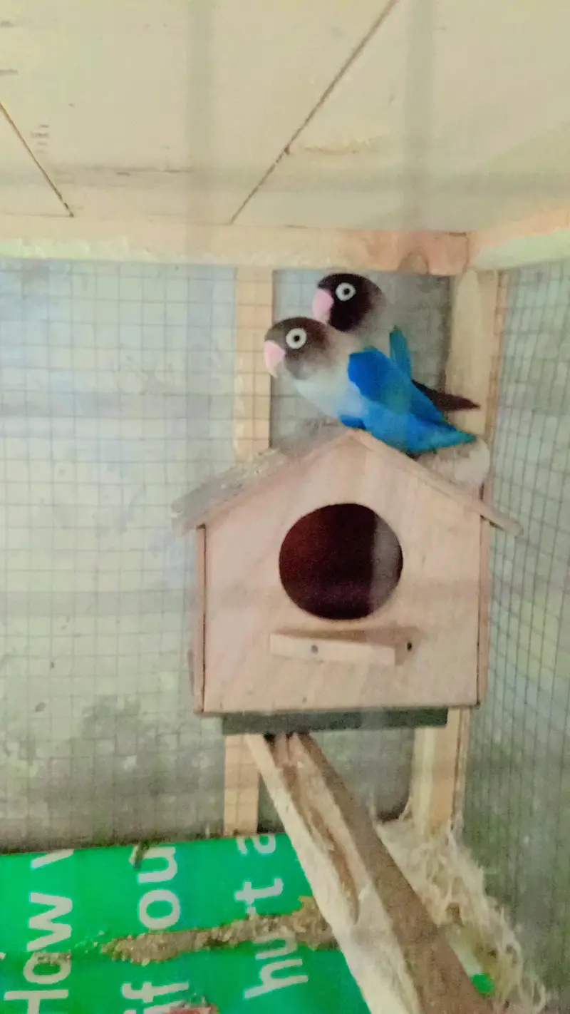 Australian Birds Pairs and Lovebirds Pairs with Cage for Sale — photo 5