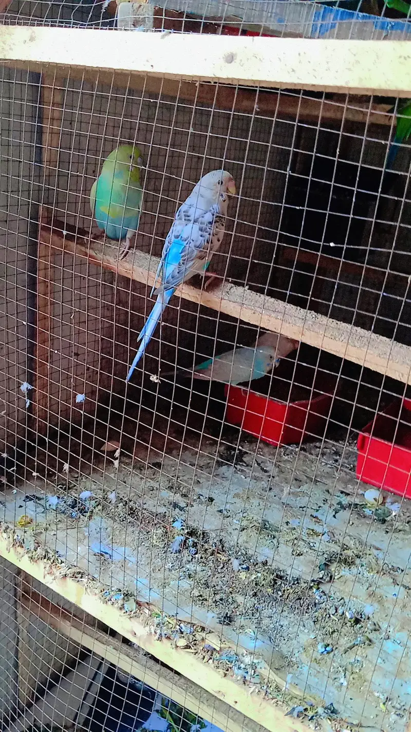 Australian Birds Pairs and Lovebirds Pairs with Cage for Sale — photo 6