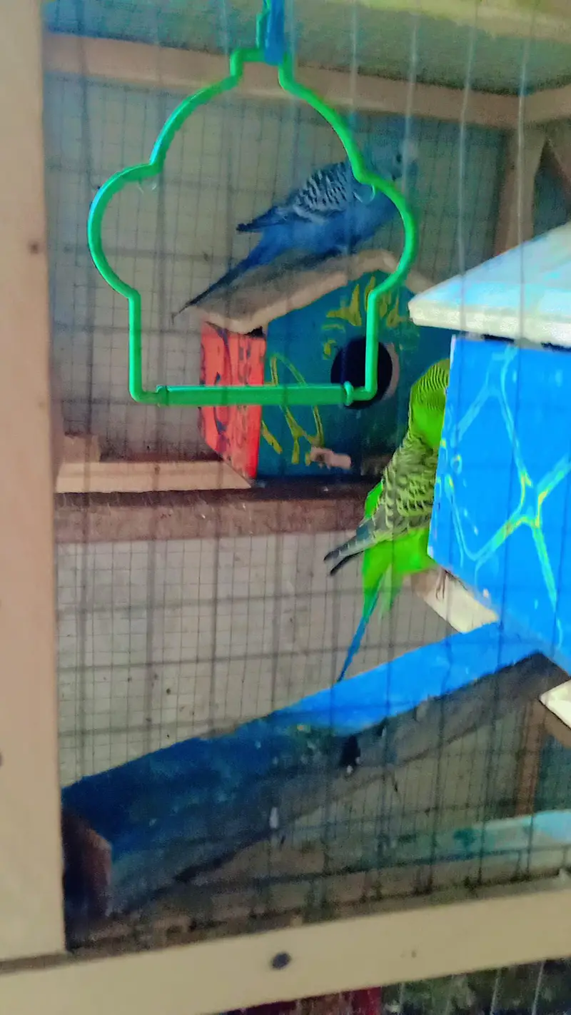 Australian Birds Pairs and Lovebirds Pairs with Cage for Sale — photo 7