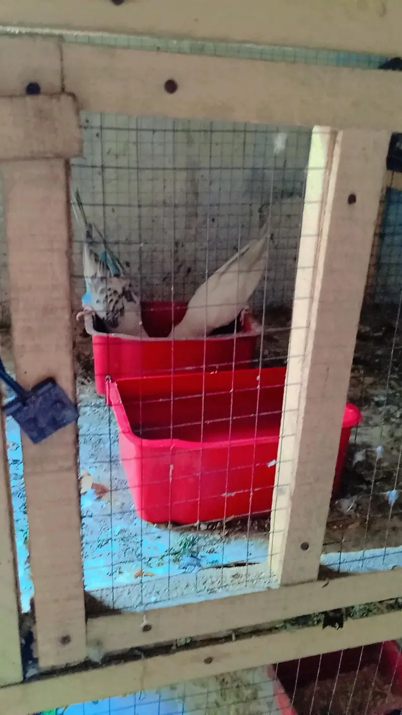 Australian Birds Pairs and Lovebirds Pairs with Cage for Sale — photo 8