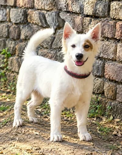 Russian dog / russian puppy / black nose puppy