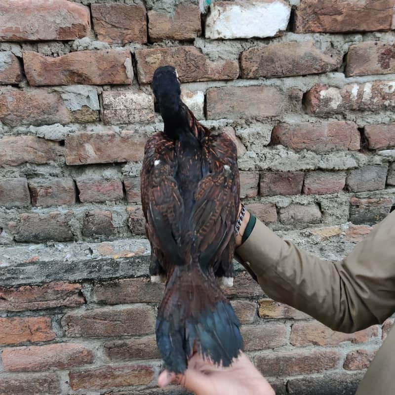 Aseel chicks 1