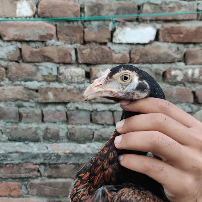 Aseel chicks 2