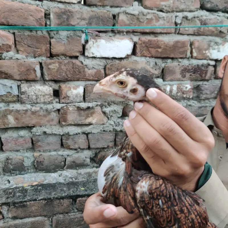 Aseel chicks — photo 5