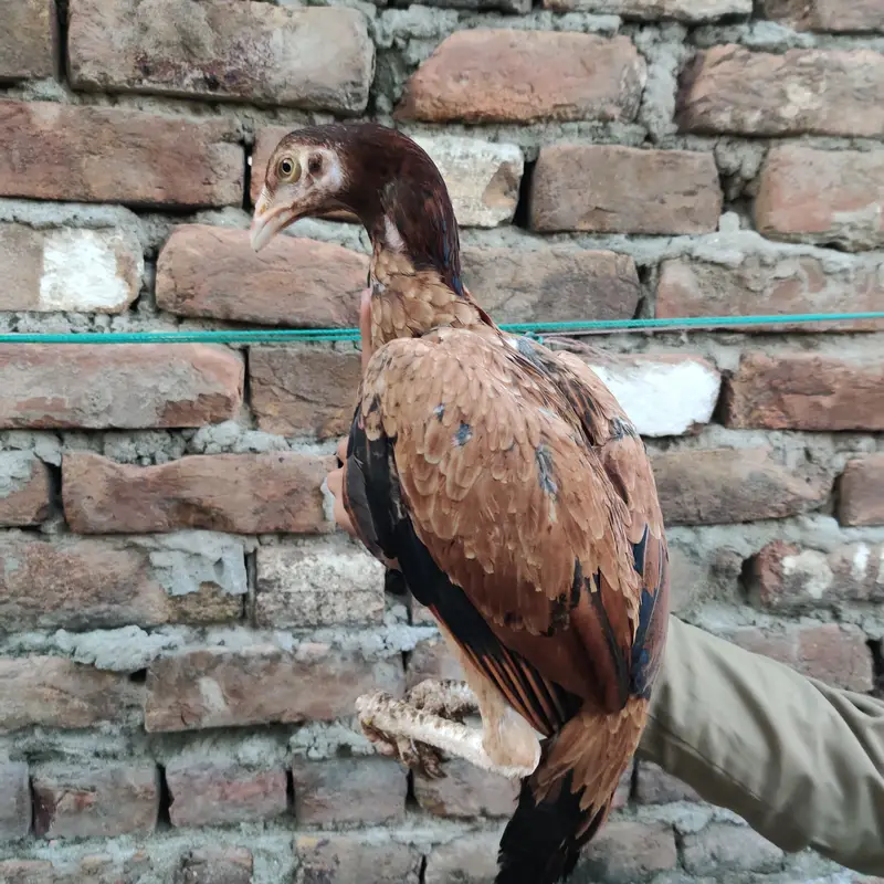 Aseel chicks — photo 8