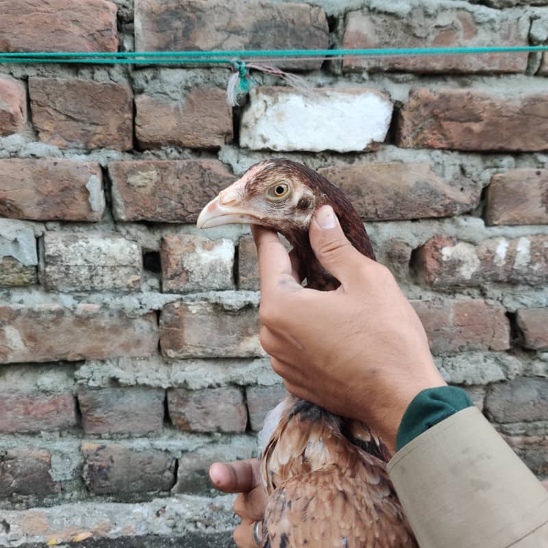 Aseel chicks 9
