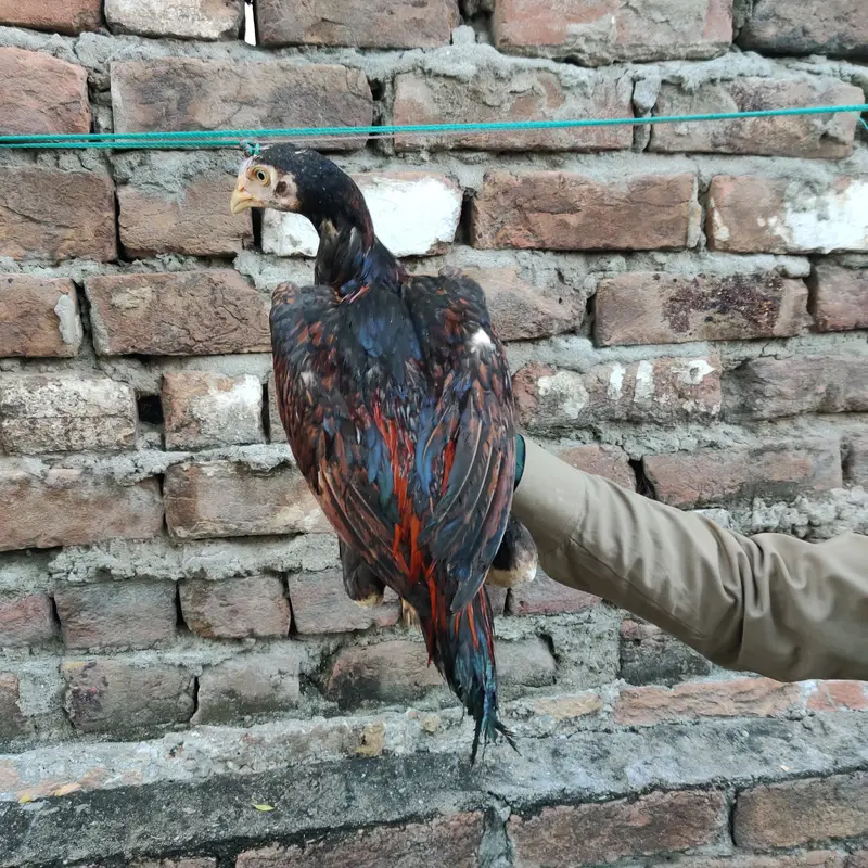 Aseel chicks — photo 12