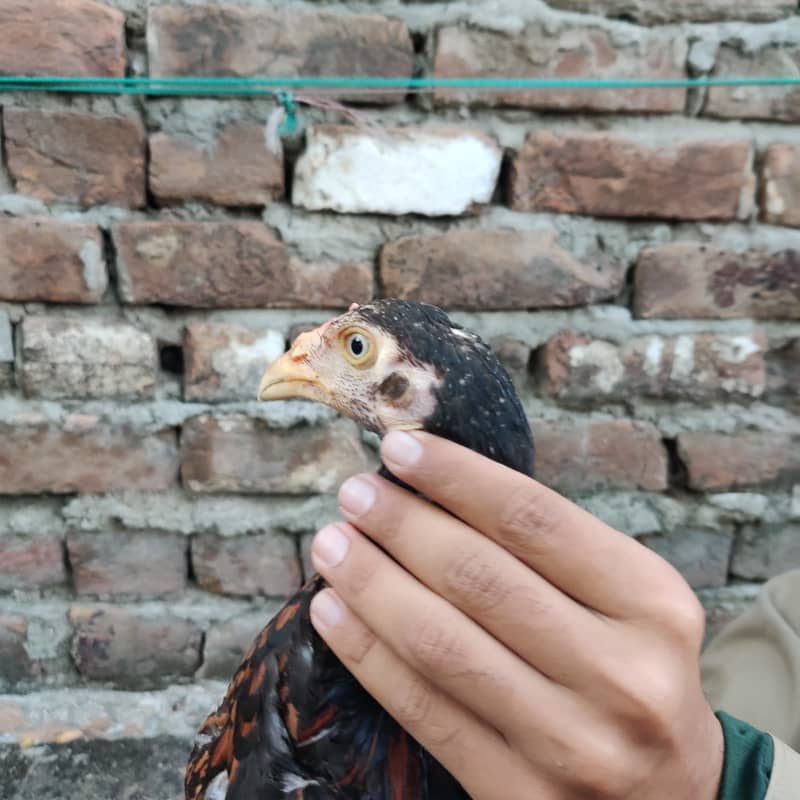 Aseel chicks 12