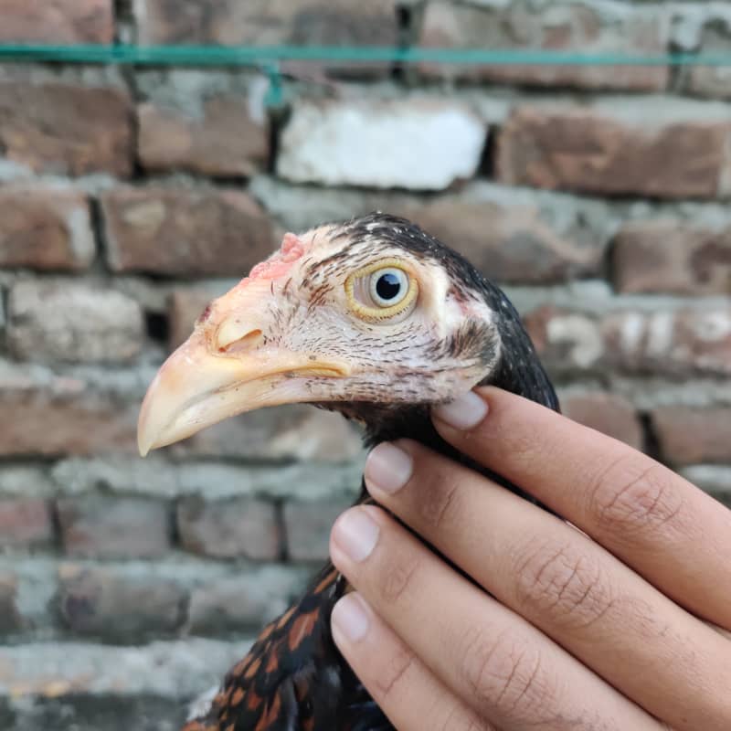 Aseel chicks 13