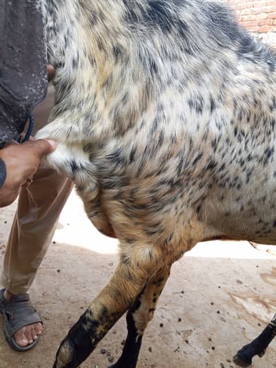 Breeder bakra for sale