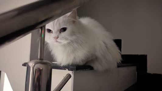 Persian Cat triple coat