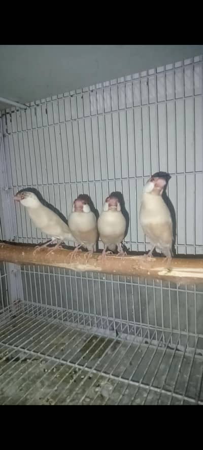 Fawn Jawa 2 Breeder pairs