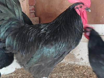 Australorp egg lying 5 Female and 1 male available