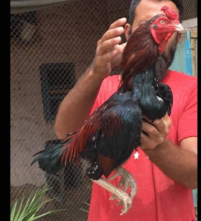 Rossters Farm Multan