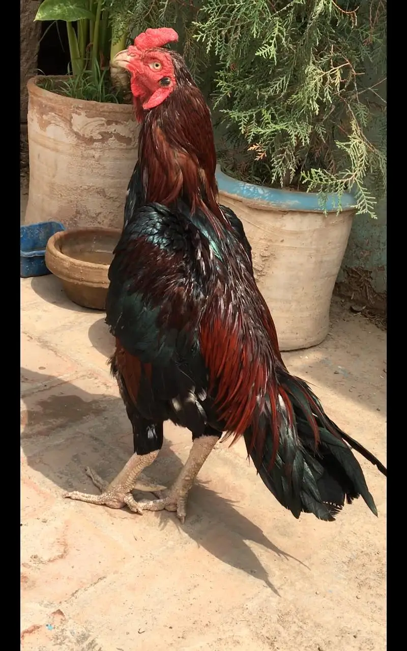 Rossters Farm Multan — photo 2