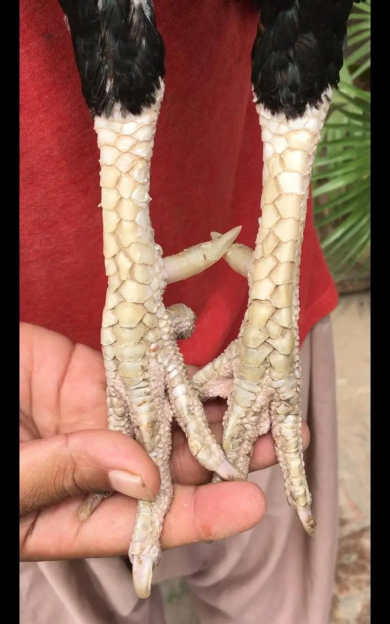 Rossters Farm Multan — photo 4