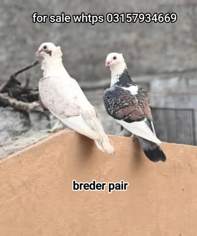 bredr pair