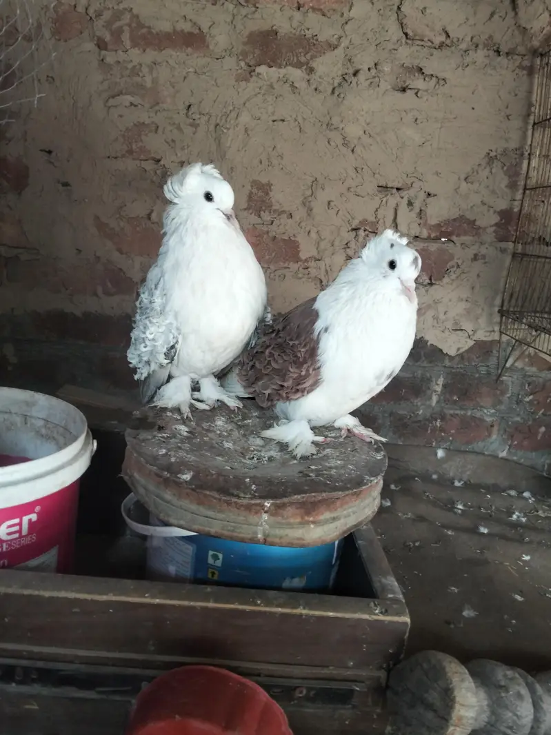 bredr pair — photo 2