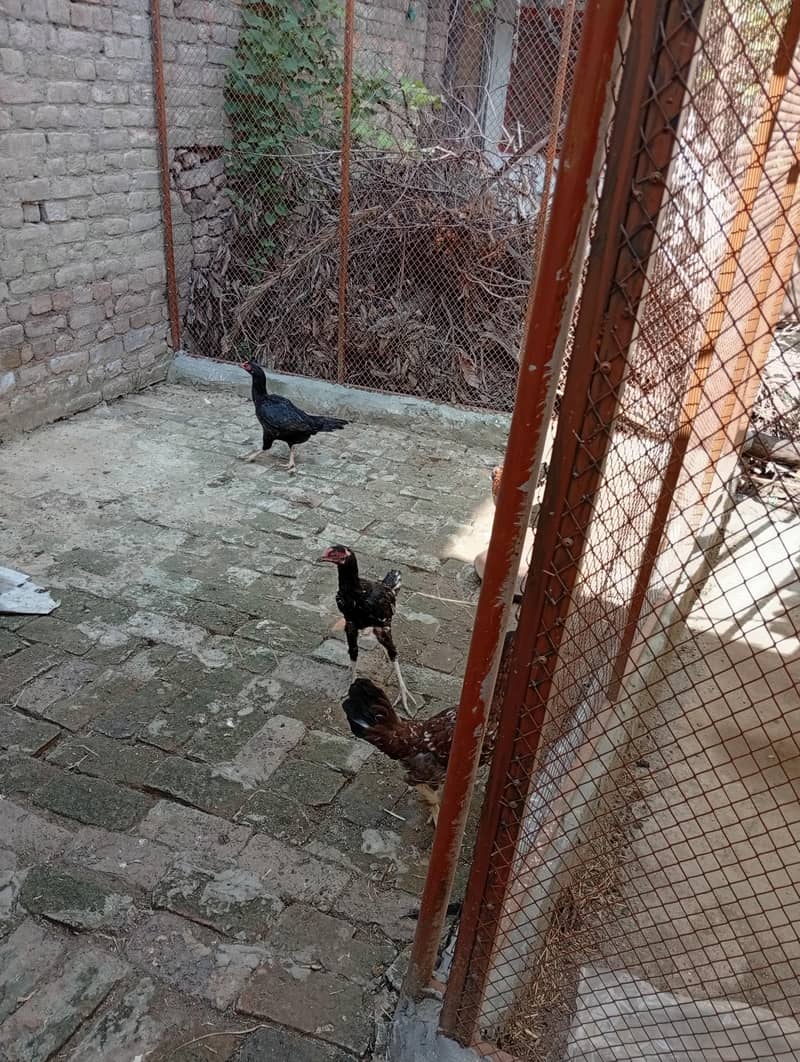 خوبصورت اور صحت مند اصیل مرغیاں Rs. 2000 1