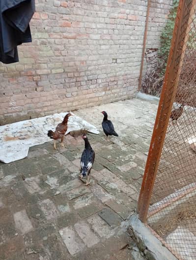 خوبصورت اور صحت مند اصیل مرغیاں Rs. 2000
