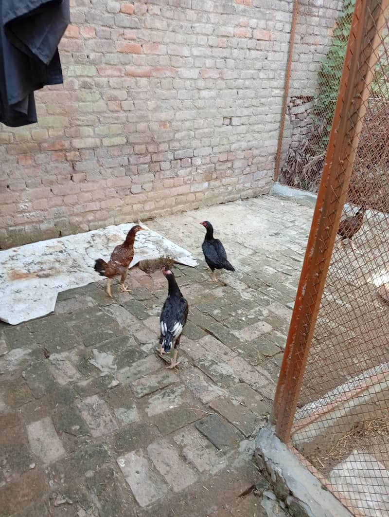خوبصورت اور صحت مند اصیل مرغیاں Rs. 2000 0