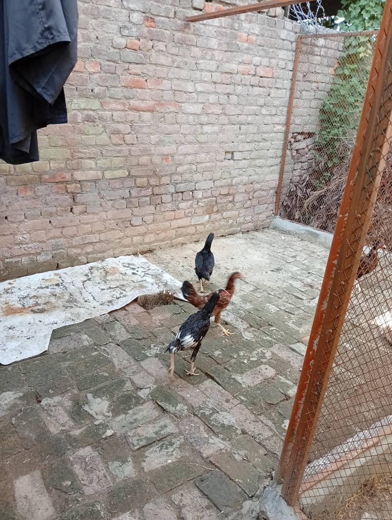 خوبصورت اور صحت مند اصیل مرغیاں Rs. 2000 2
