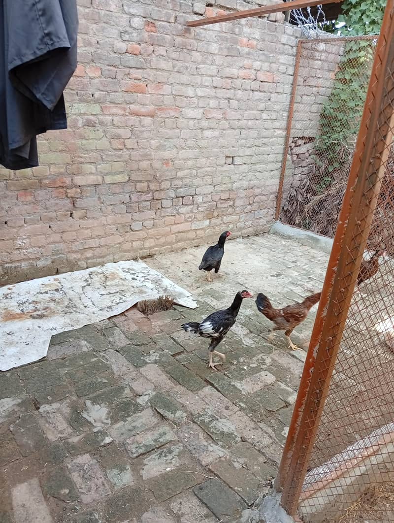 خوبصورت اور صحت مند اصیل مرغیاں Rs. 2000 3
