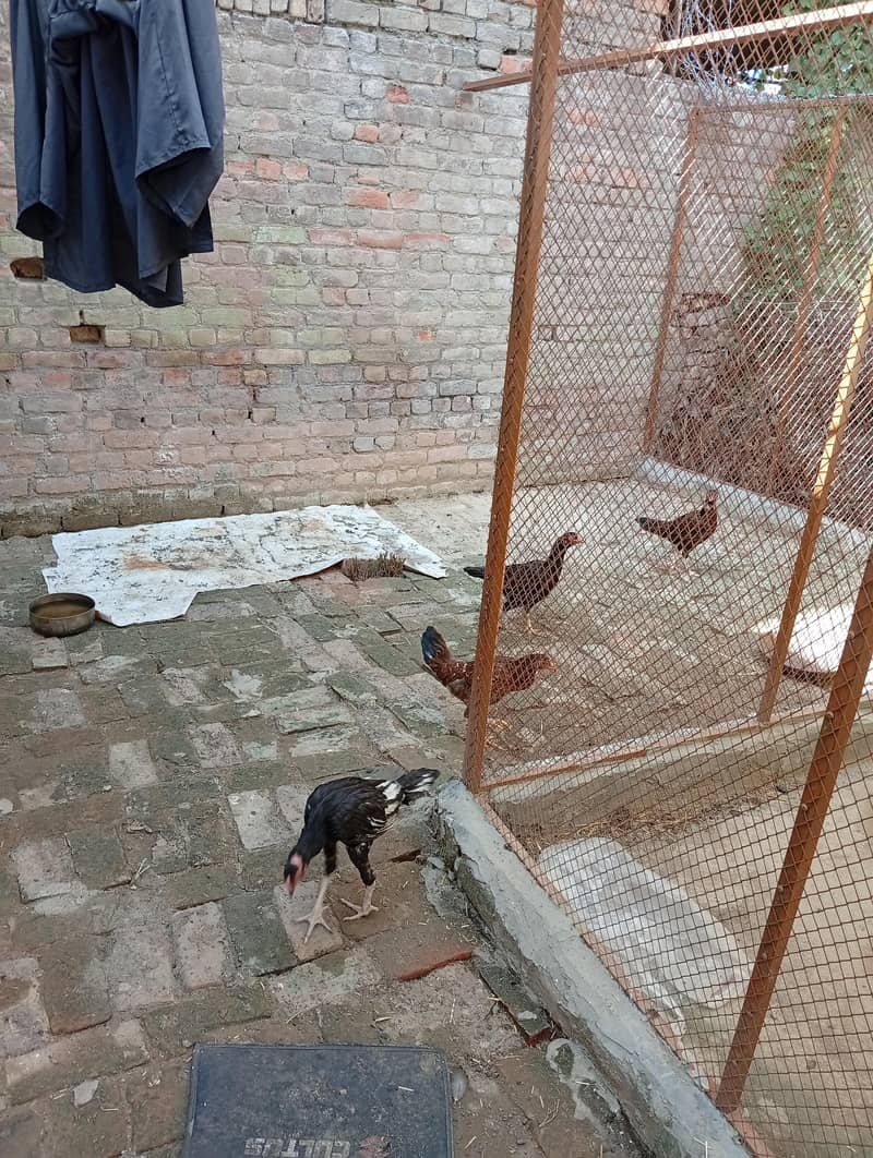 خوبصورت اور صحت مند اصیل مرغیاں Rs. 2000 4