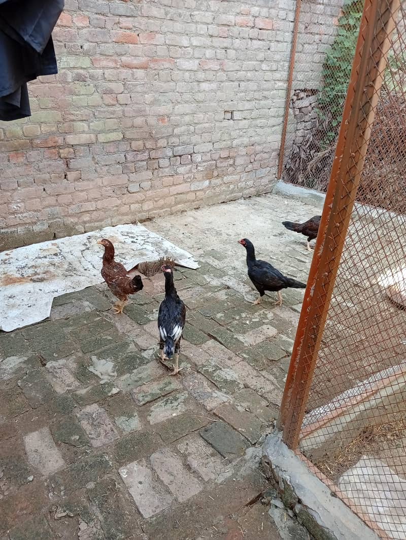 خوبصورت اور صحت مند اصیل مرغیاں Rs. 2000 5