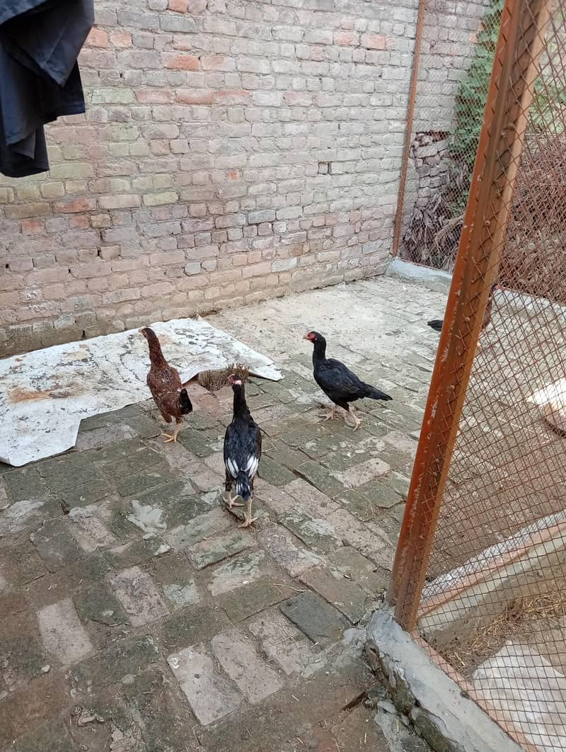 خوبصورت اور صحت مند اصیل مرغیاں Rs. 2000 6