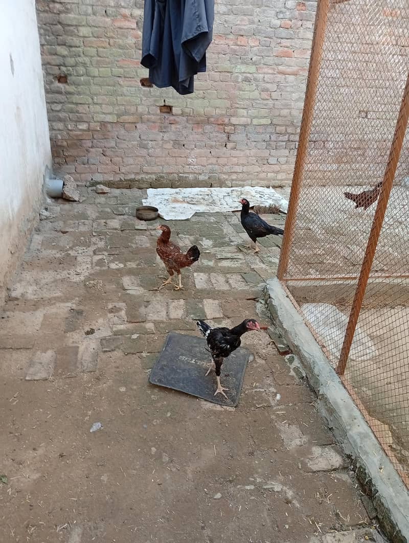 خوبصورت اور صحت مند اصیل مرغیاں Rs. 2000 7