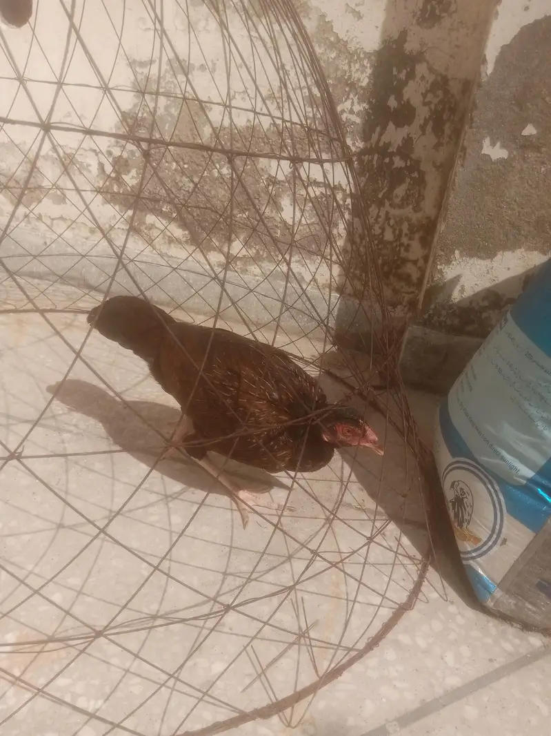 high quality aseel chicks  . asel pathy. hen con 0/3/1/3/5/4/1/5/6/7/6 — photo 4