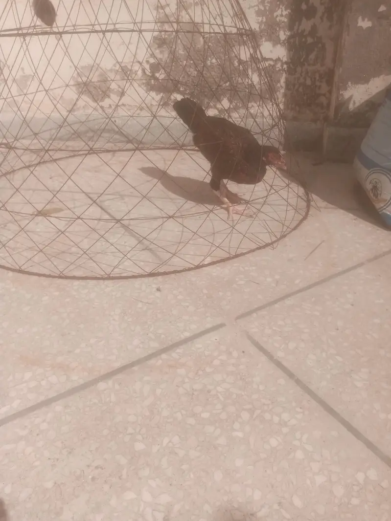 high quality aseel chicks  . asel pathy. hen con 0/3/1/3/5/4/1/5/6/7/6 — photo 5