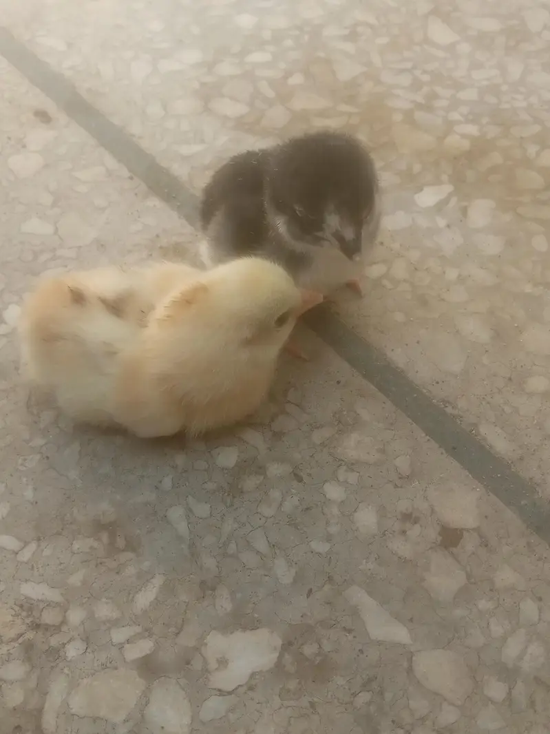 high quality aseel chicks  . asel pathy. hen con 0/3/1/3/5/4/1/5/6/7/6 — photo 6