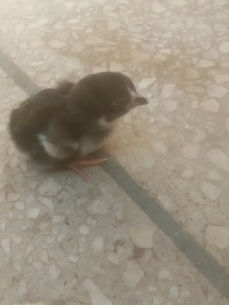 high quality aseel chicks  . asel pathy. hen con 0/3/1/3/5/4/1/5/6/7/6 — photo 7