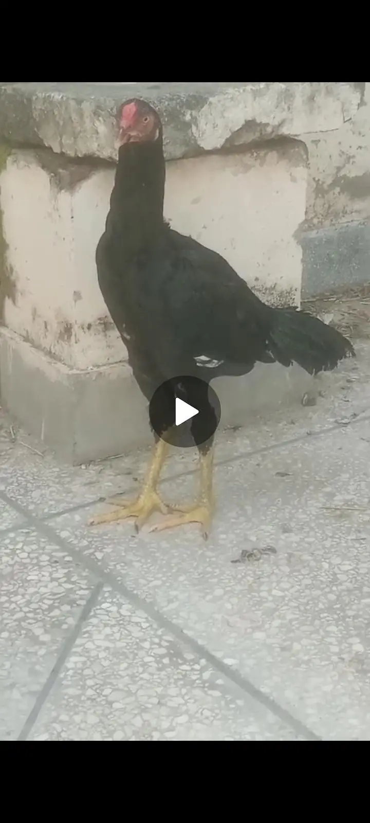 high quality aseel chicks  . asel pathy. hen con 0/3/1/3/5/4/1/5/6/7/6 — photo 8