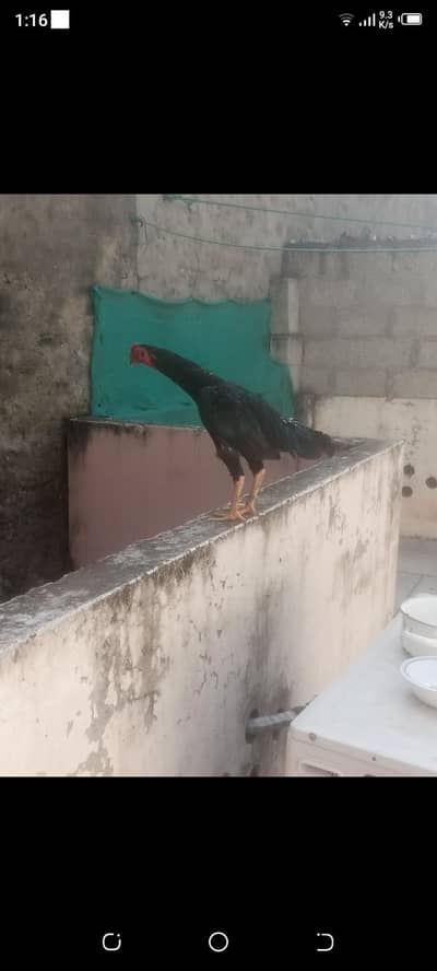 high quality aseel chicks  . asel pathy. hen con 0/3/1/3/5/4/1/5/6/7/6