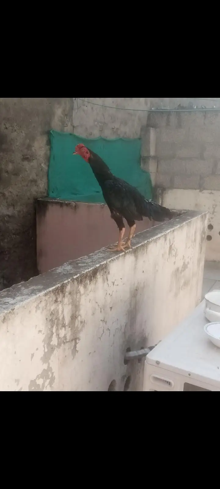 high quality aseel chicks  . asel pathy. hen con 0/3/1/3/5/4/1/5/6/7/6 — photo 10