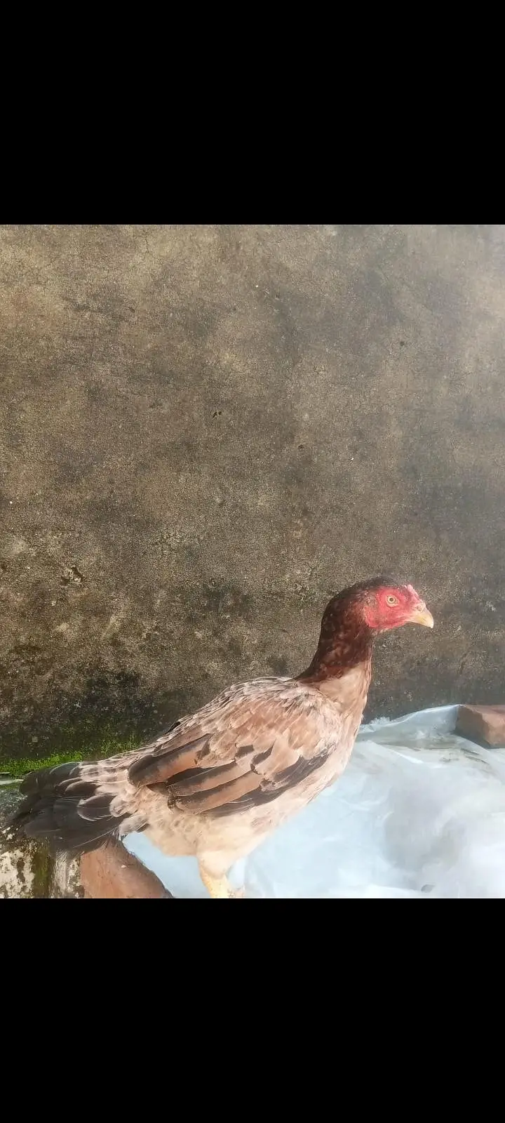 high quality aseel chicks  . asel pathy. hen con 0/3/1/3/5/4/1/5/6/7/6 — photo 11