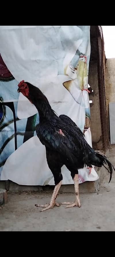 Aseel  black Murgha  available Possible Exchange