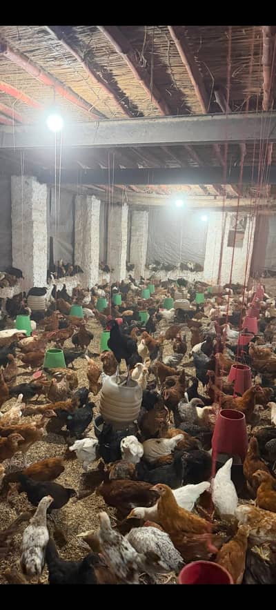 Golden Misri murghaya sell 1200 per kg . per peace 650