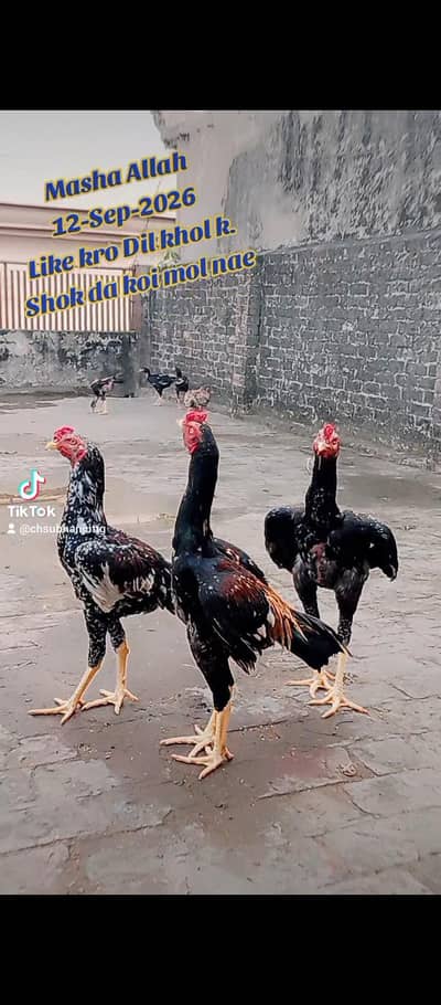 Samu and Sindhi cross
