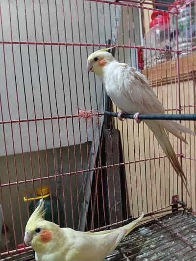 Cocktail parrot for sale