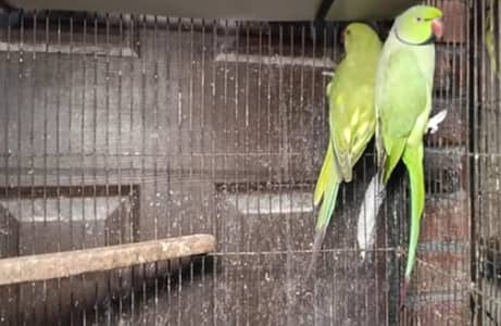 Green parrot