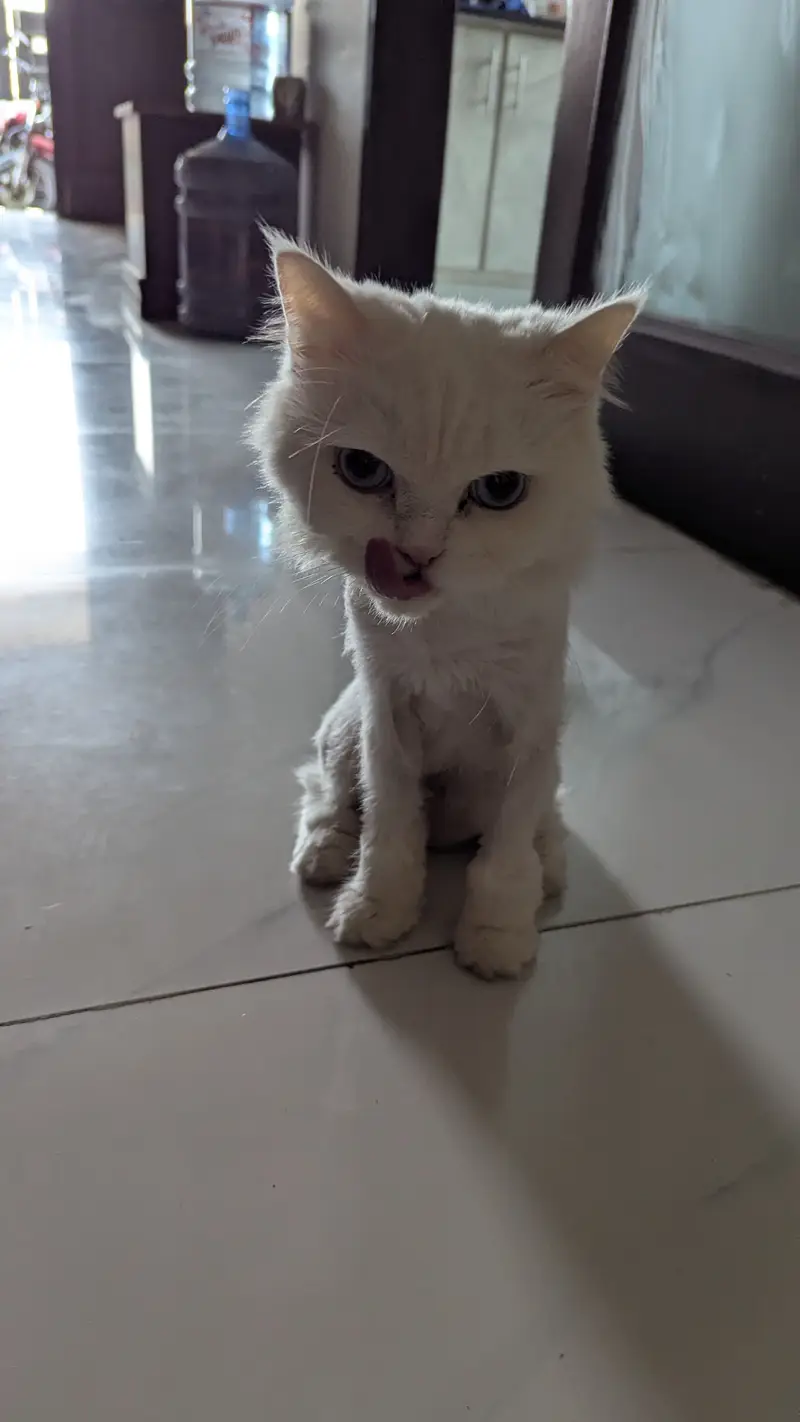 Persian Cat triple coat — photo 3