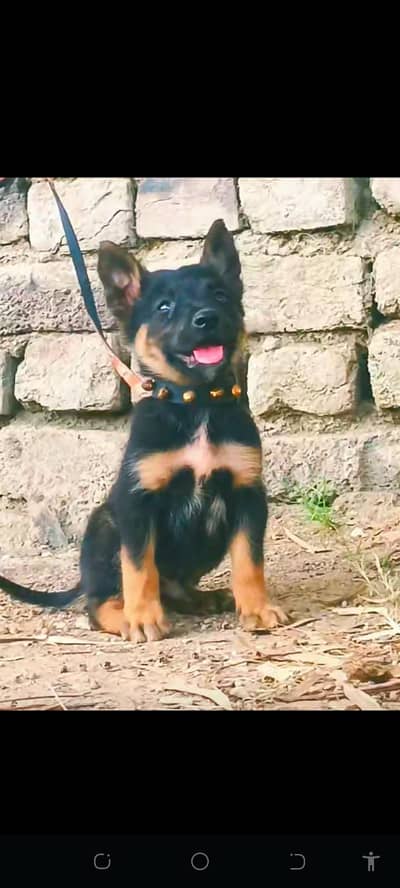 German Shepherd Puppy / German Shepherd Dog / GSD Puppy / Dog for sal
