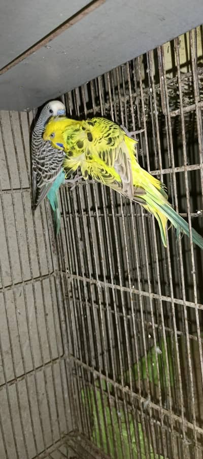 wild budgie