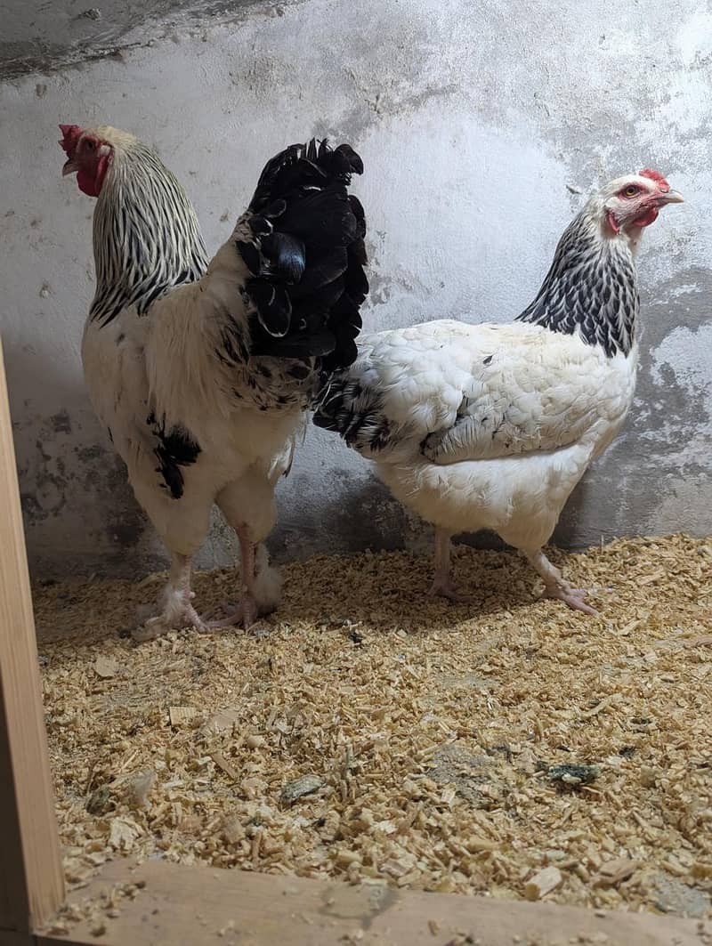 light Brahma & cheena breeder pairs for sale 0