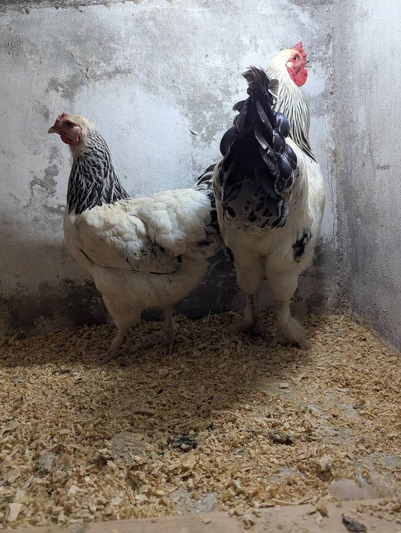 light Brahma & cheena breeder pairs for sale 2